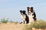 BORDER COLLIE 386